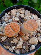 Lithops Karasmontana  | 2 cabezas