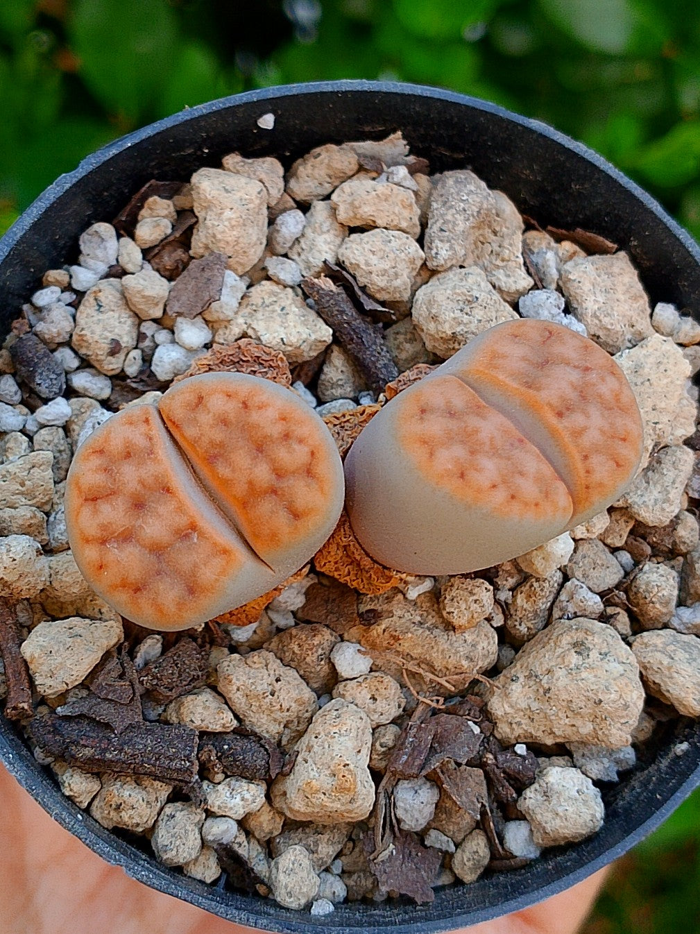 Lithops Karasmontana  | 2 cabezas