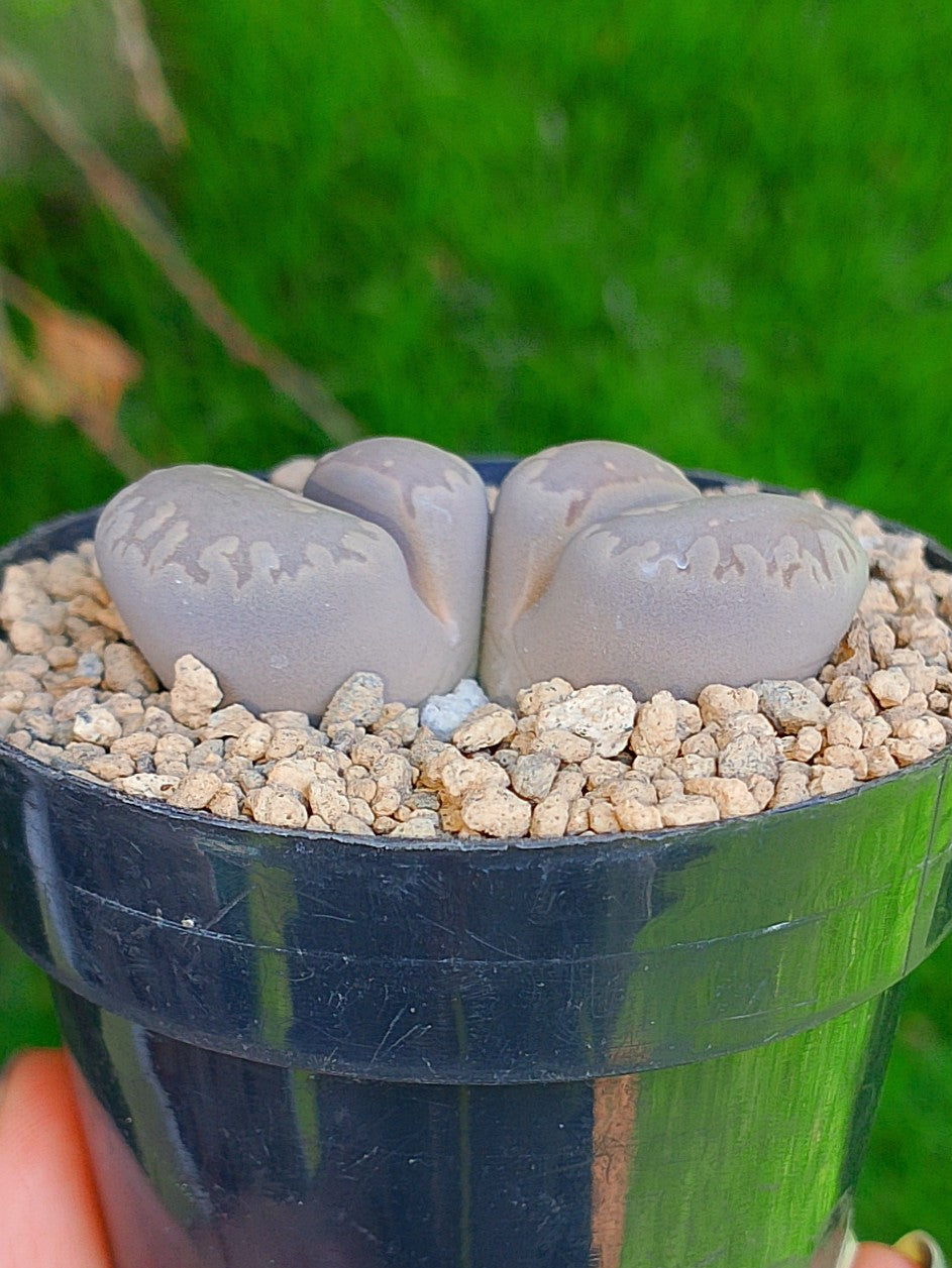 Lithops Otzeniana | 2 cabezas
