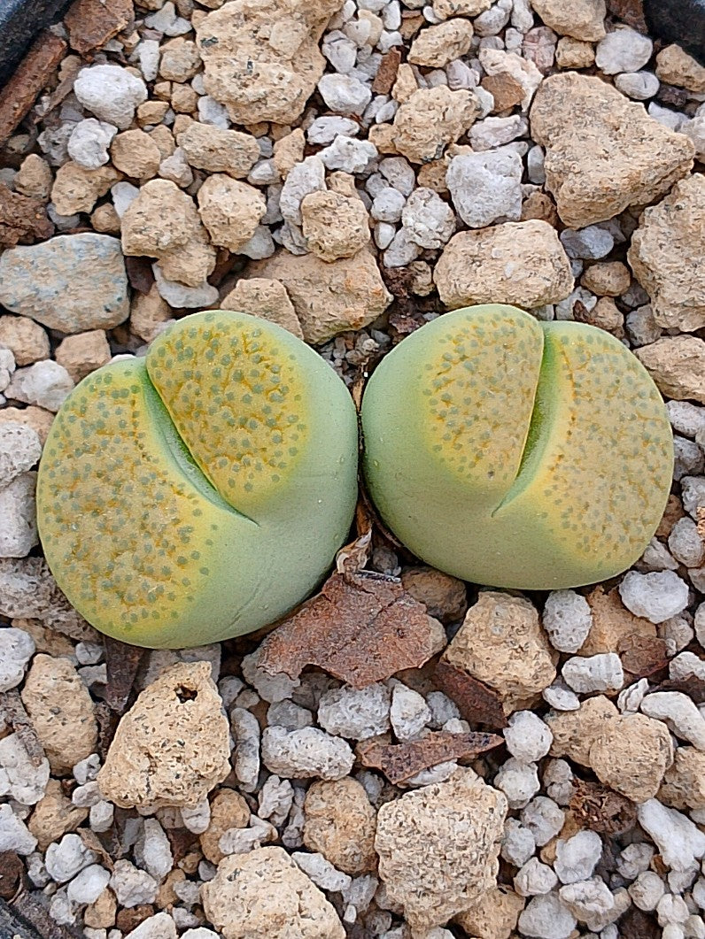 C363 Lithops Fulviceps var aurea - 2 cabezas