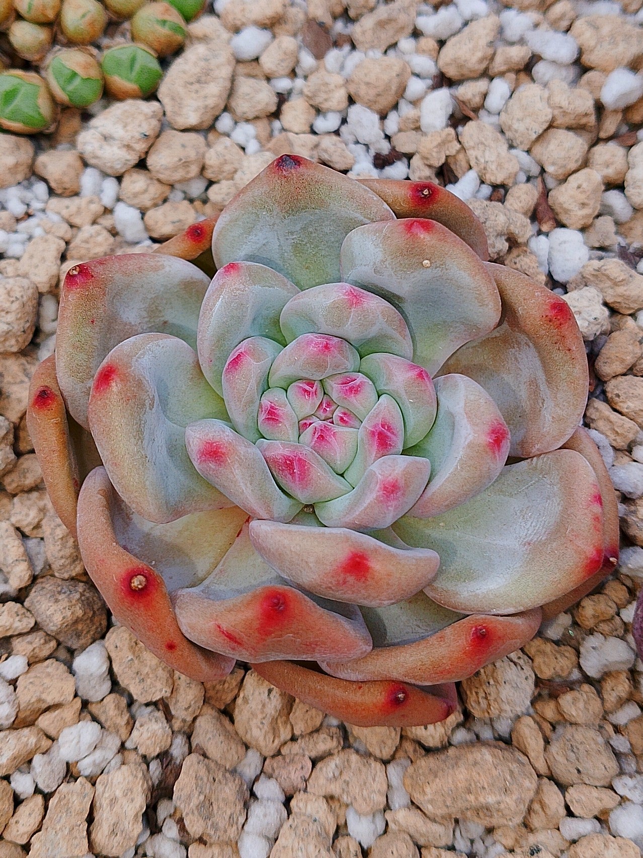 Echeveria Ariel | maceta 3"