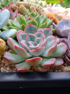 Echeveria Hércules | maceta 3"