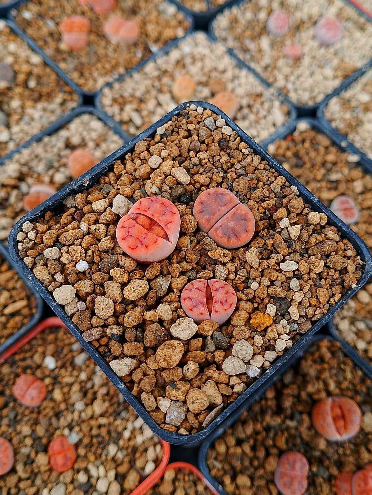Paquete lithops Mix G | 1 año de edad