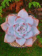 Echeveria Miss Jin | maceta 4"