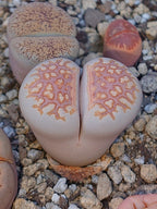 C064 	Lithops julii ssp. julii A