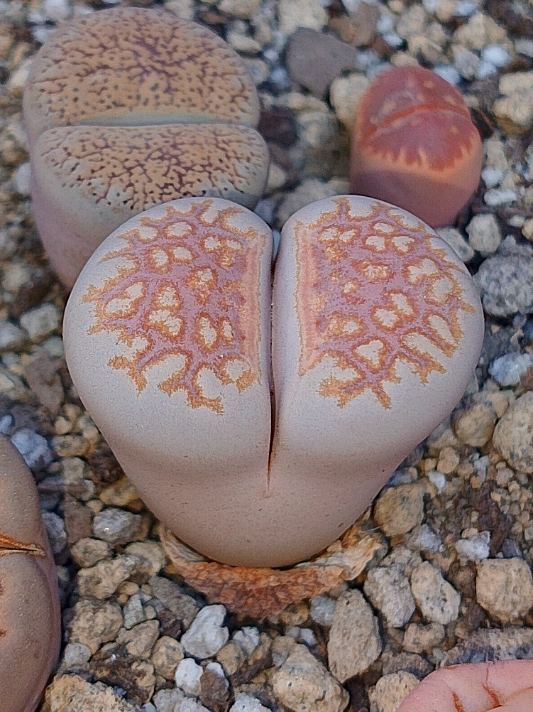 C064 	Lithops julii ssp. julii A