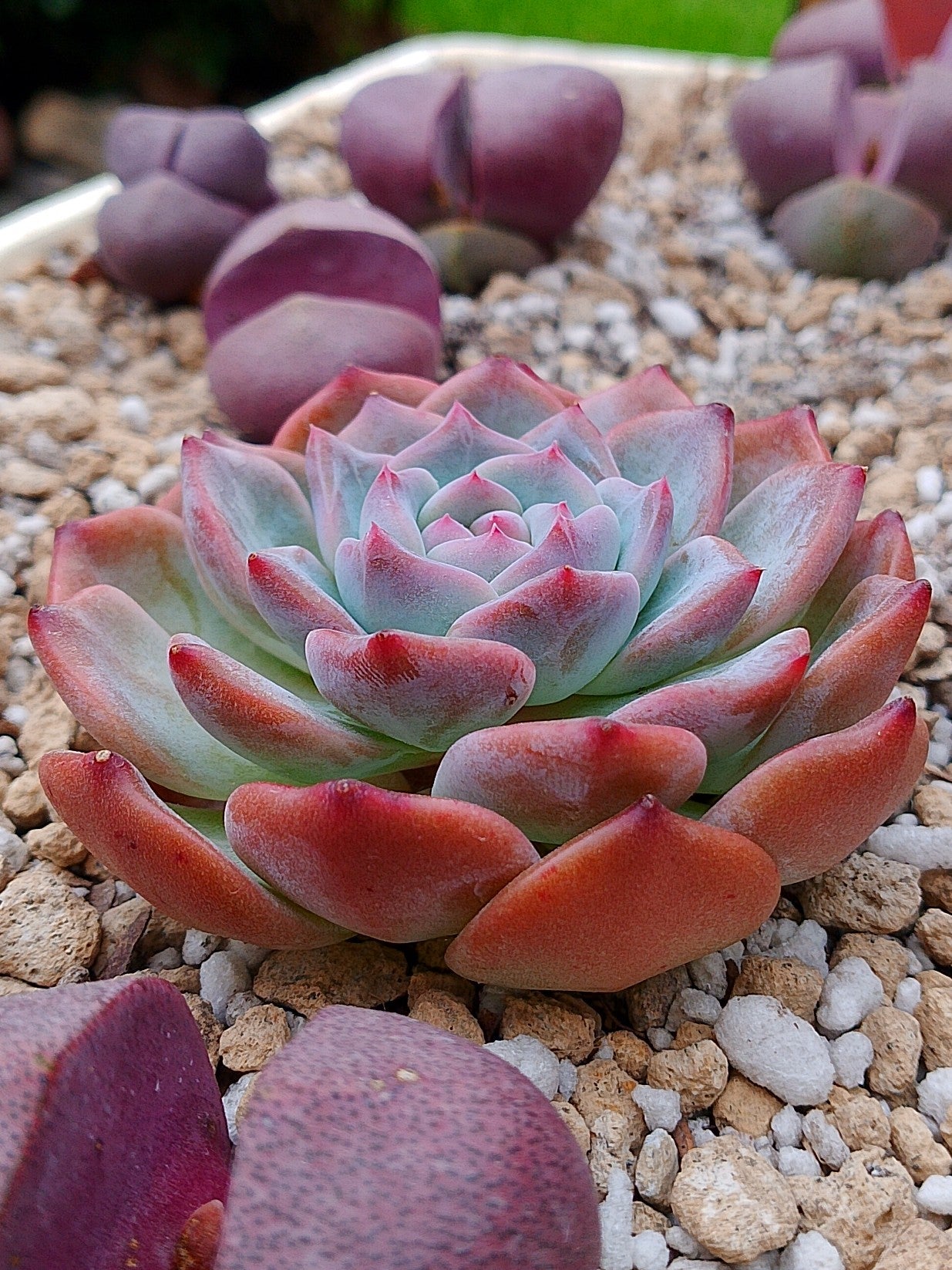 Echeveria Bora Bora | maceta 3.5"
