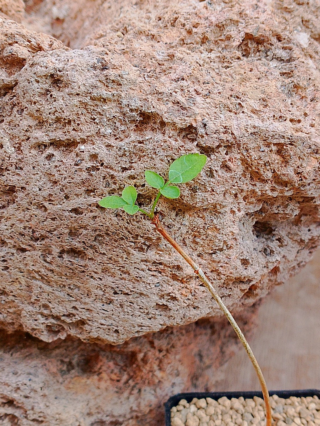 Bursera fagaroides