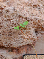 Bursera fagaroides