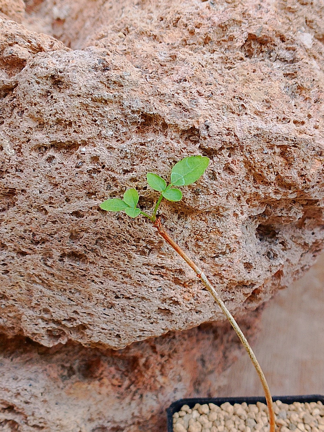 Bursera fagaroides