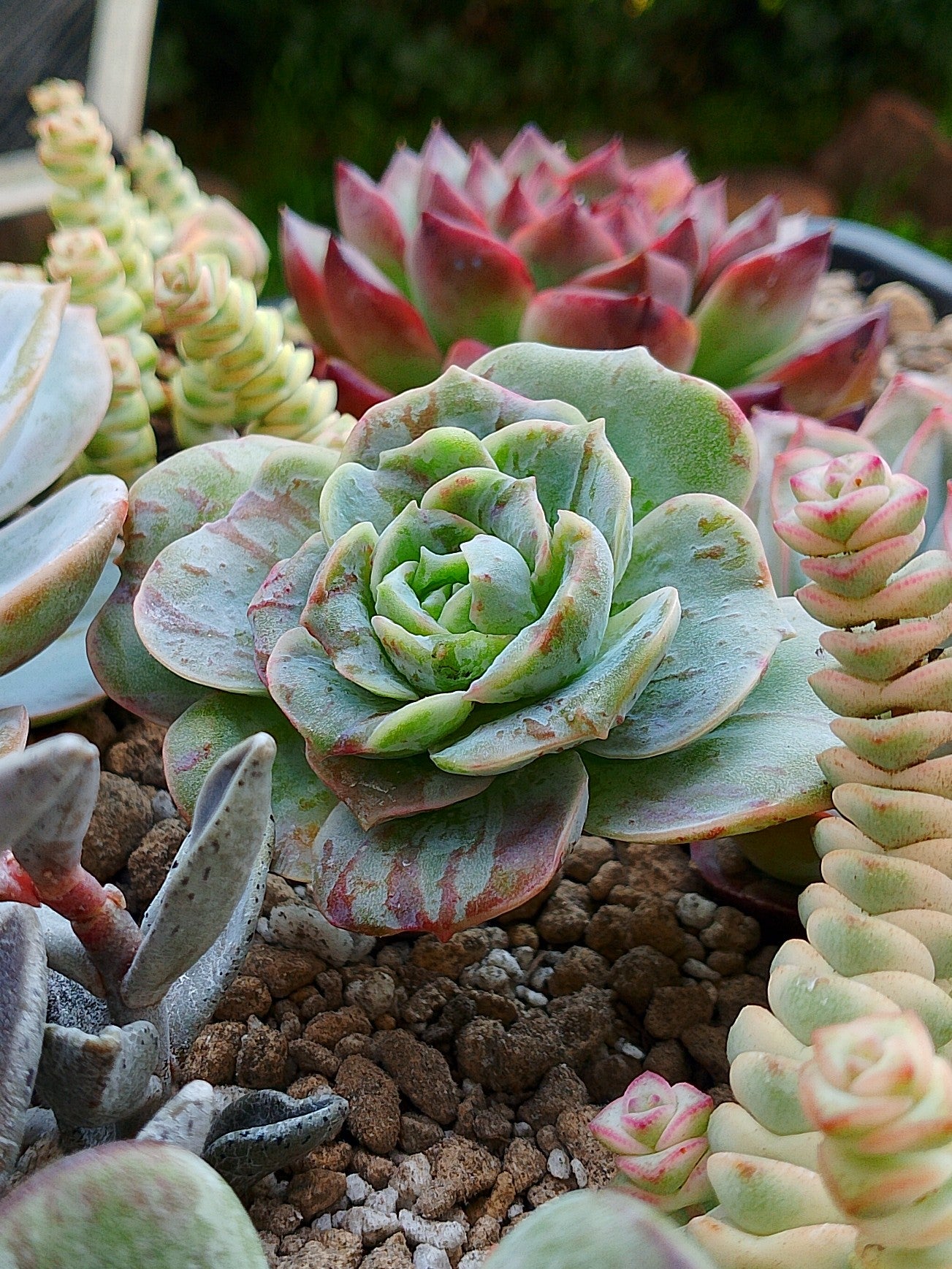 Graptoveria 'Lovely Rose' red monstrose | maceta 3"