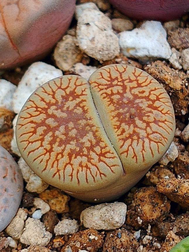 Cl023 Lithops Aucampiae