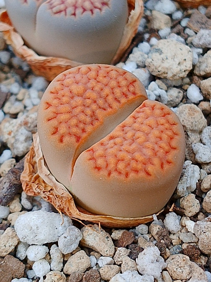 C158 	Lithops hallii v. hallii