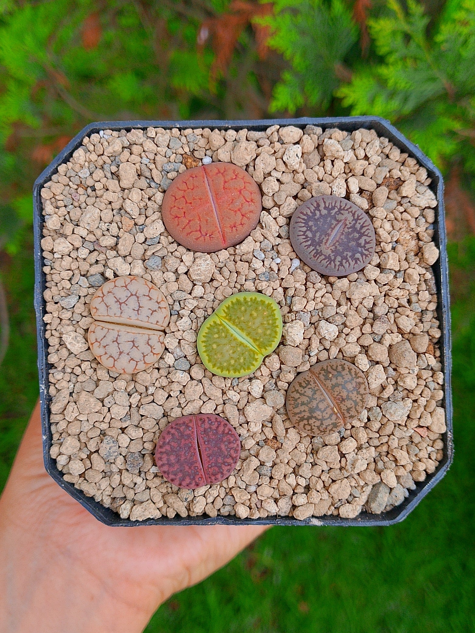 Paquete lithops cultivares F | maceta de 3.5"