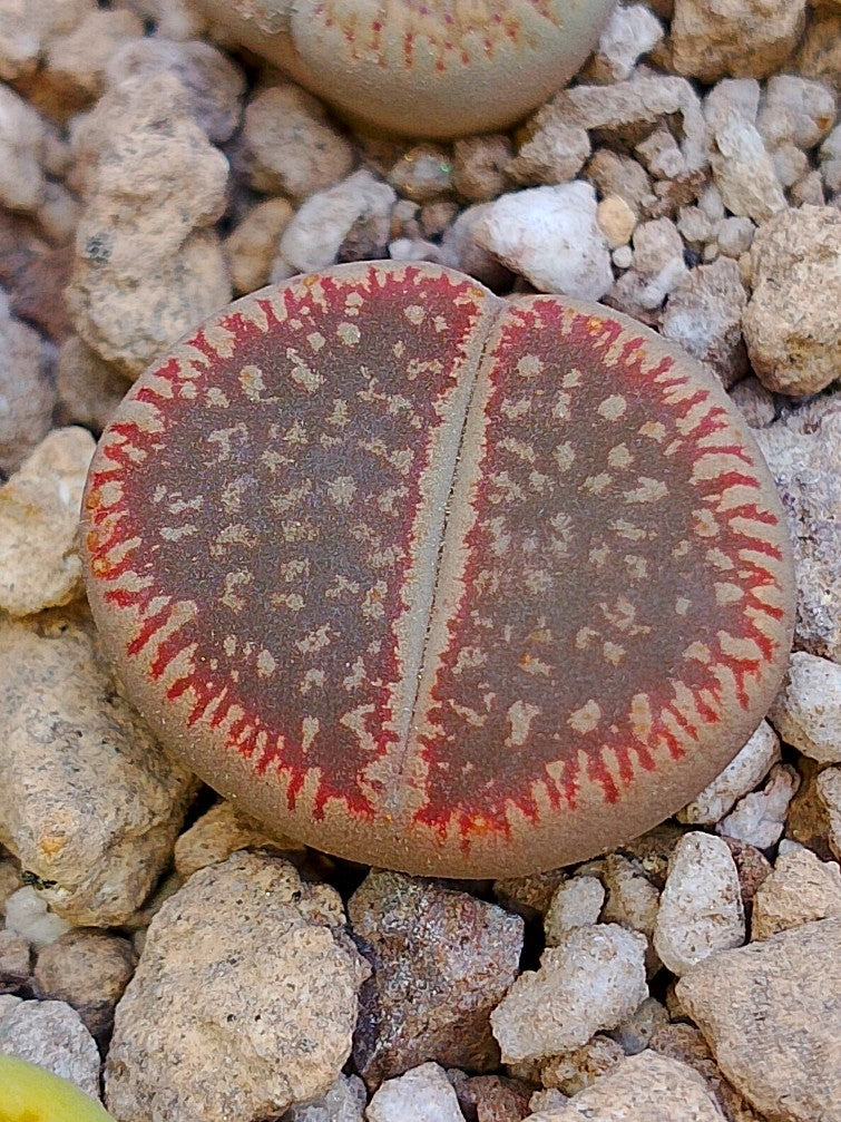 Cl017 Lithops Aucampiae