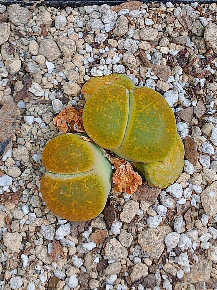 Lithops Leslie 'Albinica'
