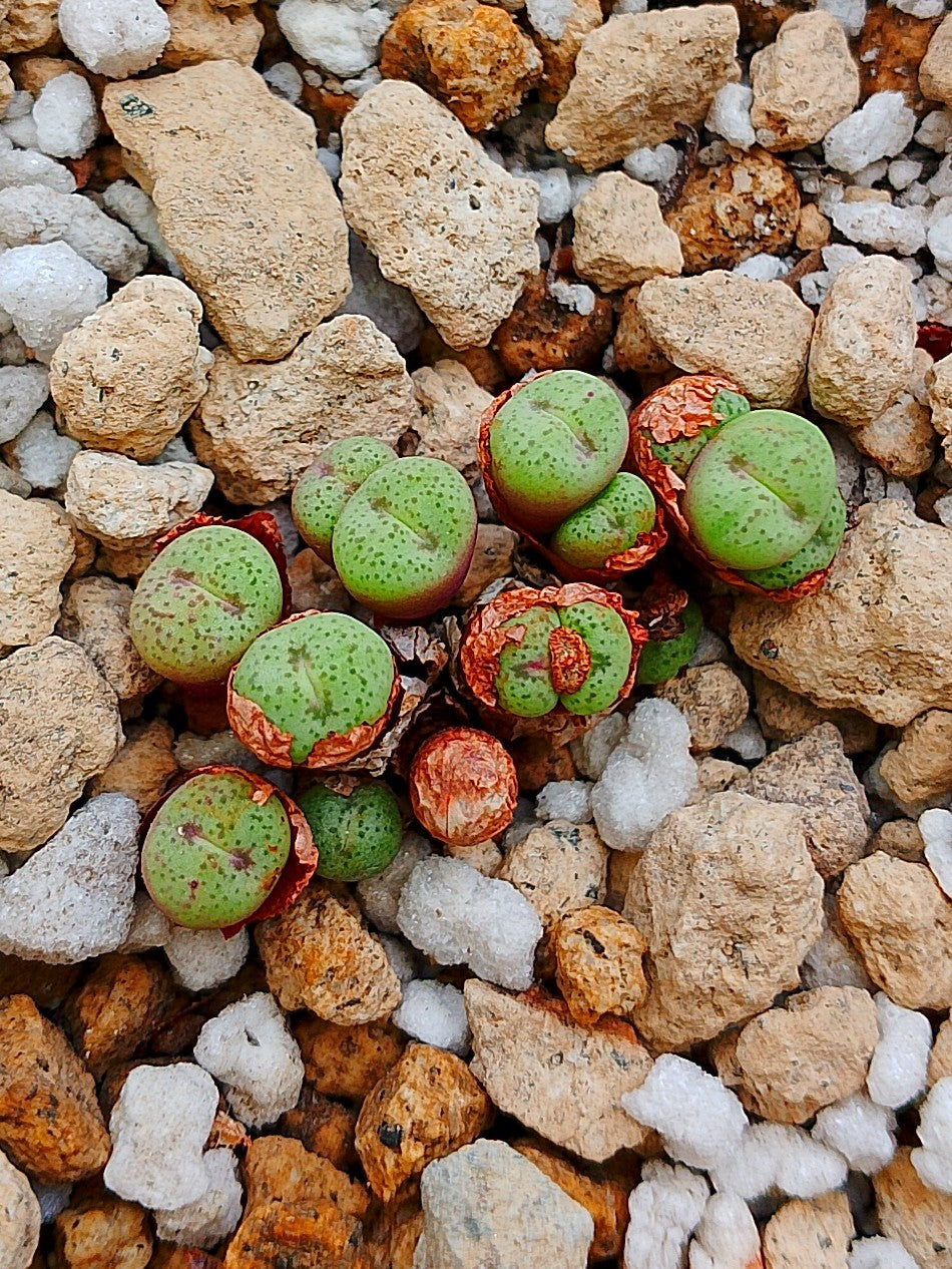Conophytum h. Minutum