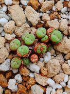 Conophytum h. Minutum