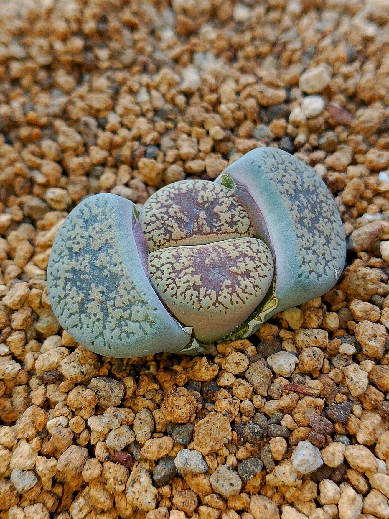 C047 	Lithops lesliei ssp. lesliei v. venteri