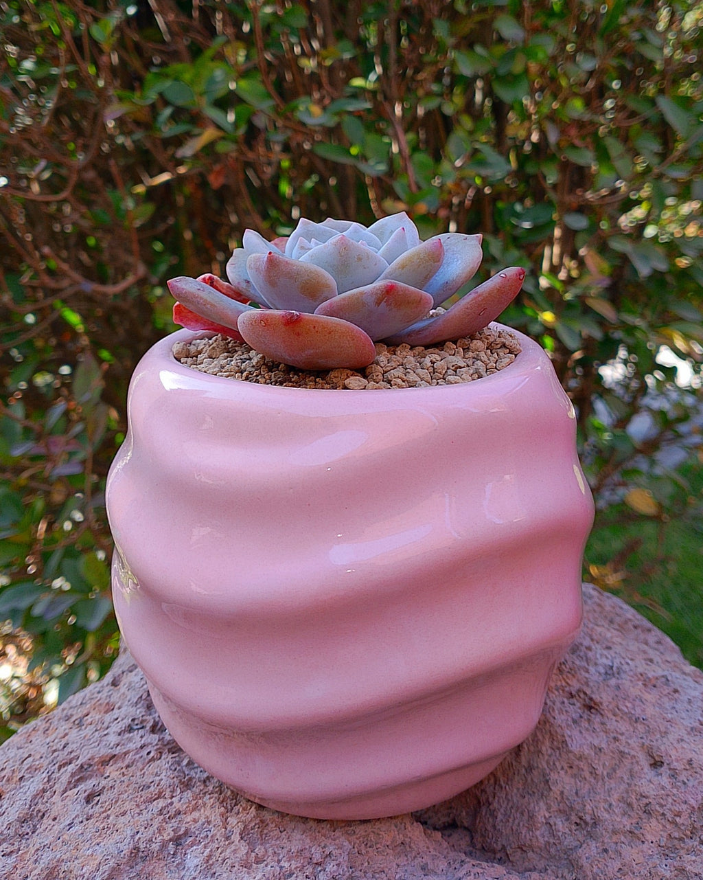 Echeveria Missing you