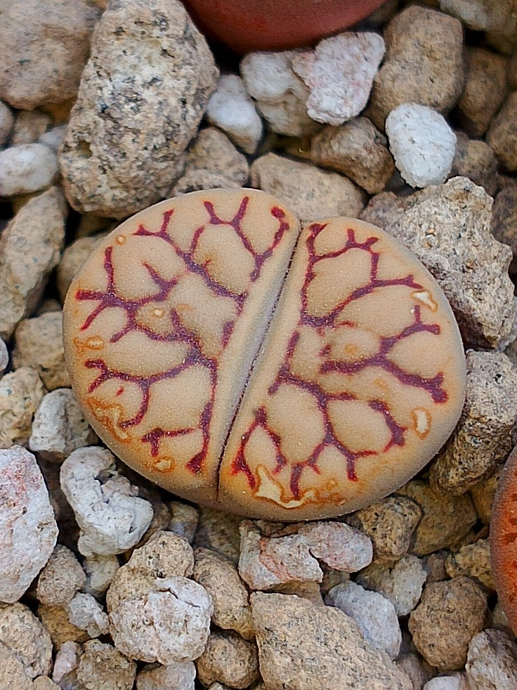 C283 	Lithops bromfieldii v. mennellii