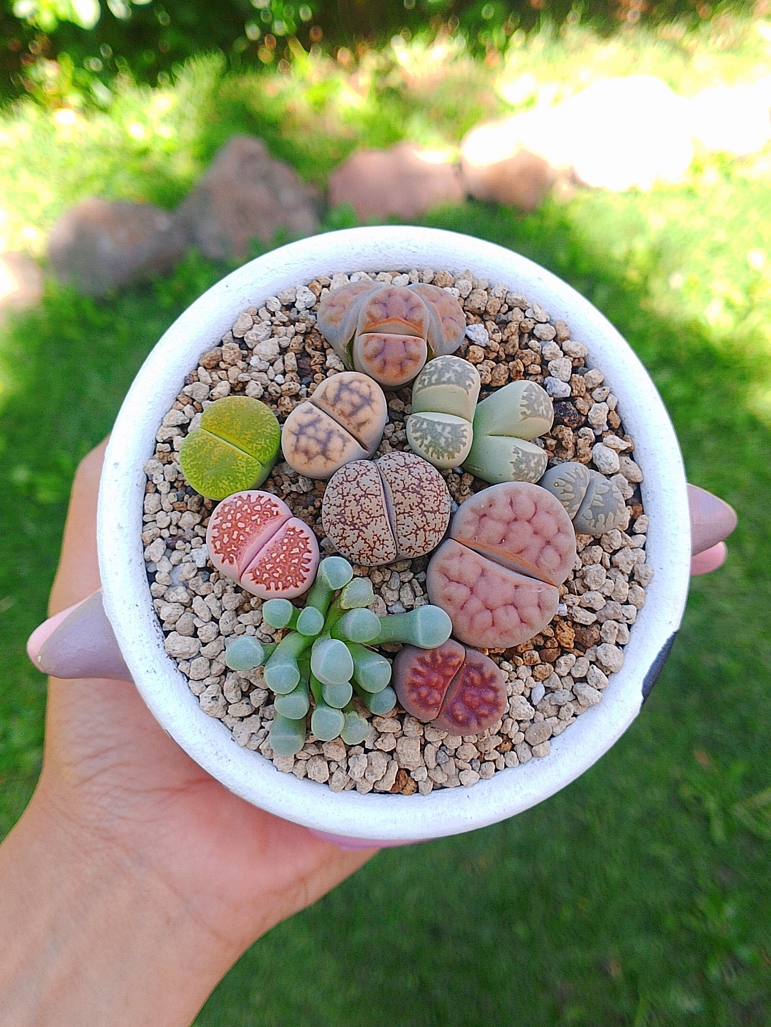 Paquete lithops Mix - vaquita B