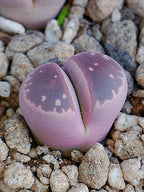 Lithops Olivacea v. Nebrownii 'Red olive'