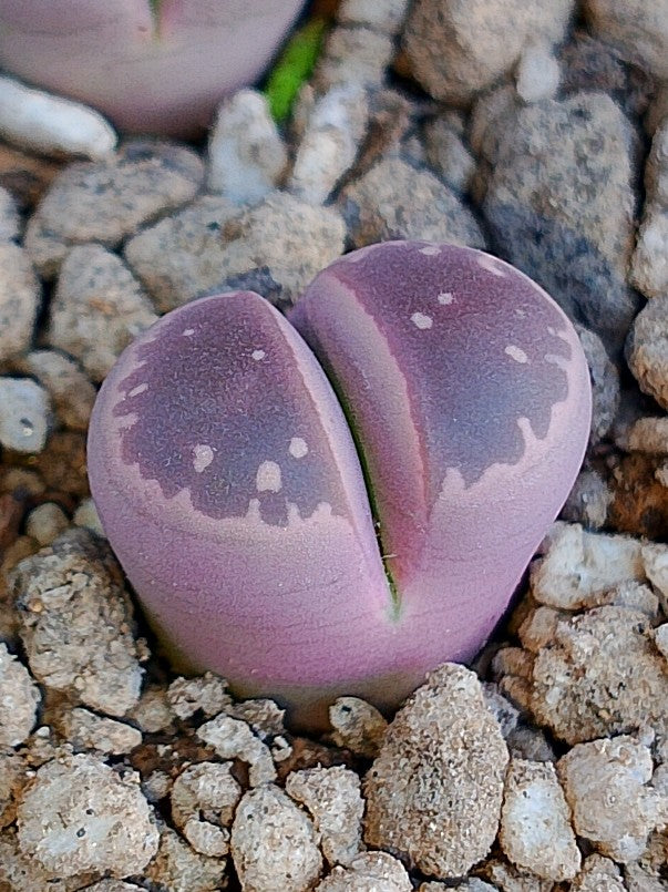 Lithops Olivacea v. Nebrownii 'Red olive'