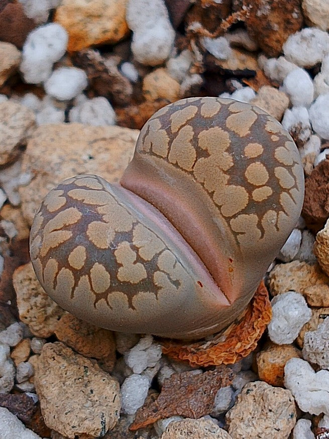 C350 	Lithops otzeniana