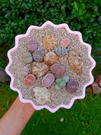 Paquete lithops Mix - circular F