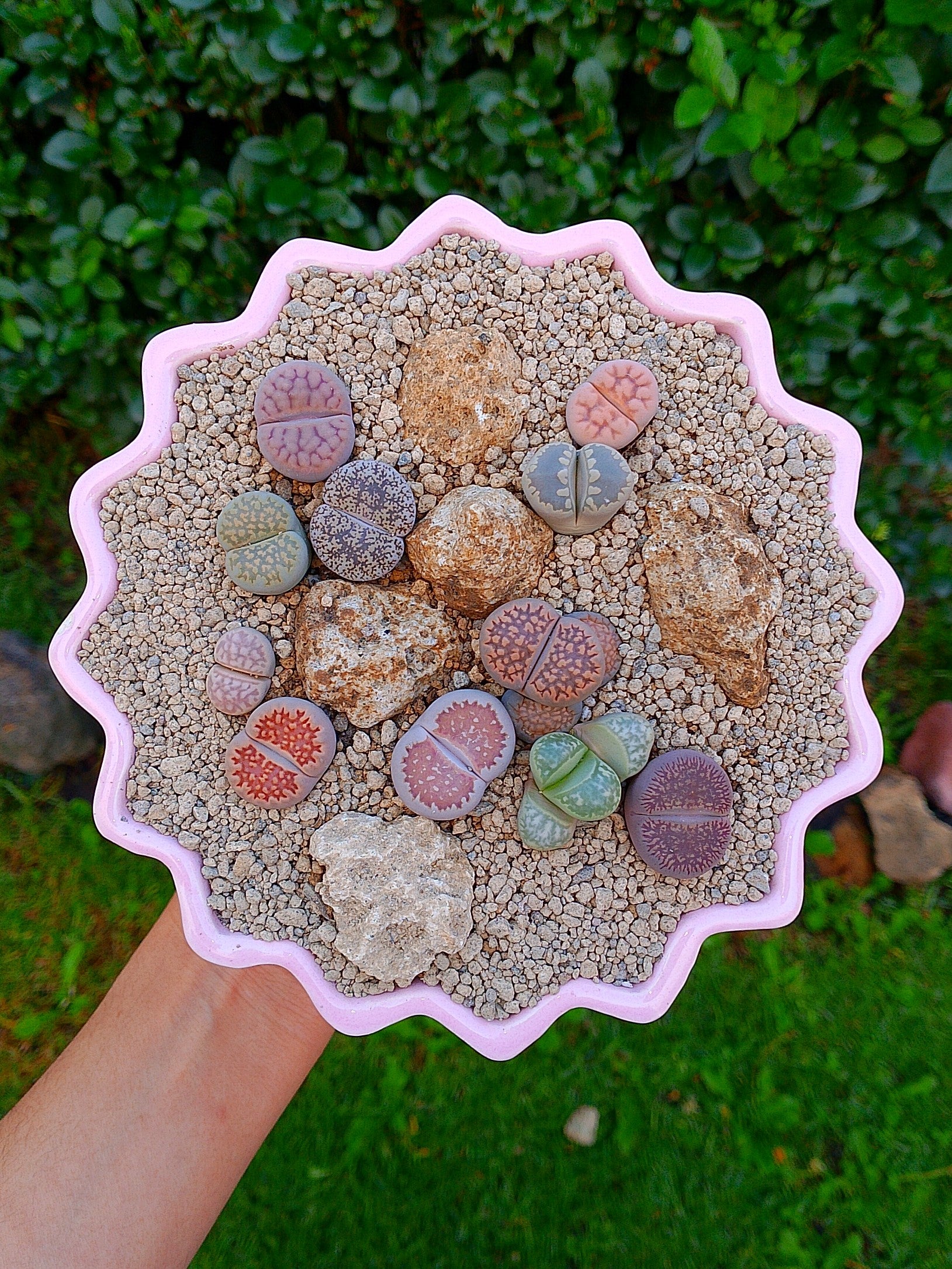 Paquete lithops Mix - circular F