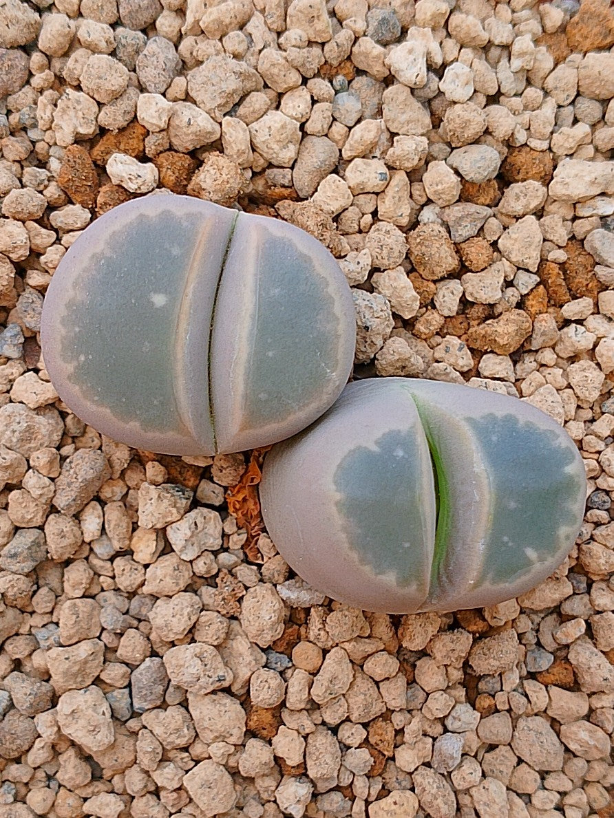 Lithops Olivacea | 2 cabezas