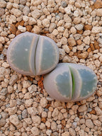 Lithops Olivacea | 2 cabezas