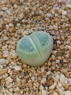 C109 Lithops olivacea v. olivacea
