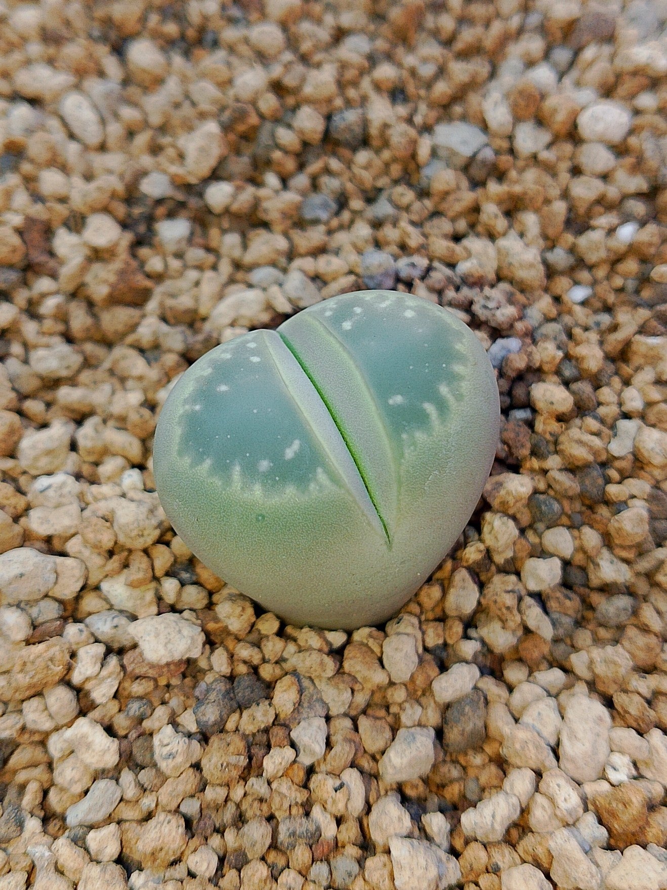 C109 Lithops olivacea v. olivacea