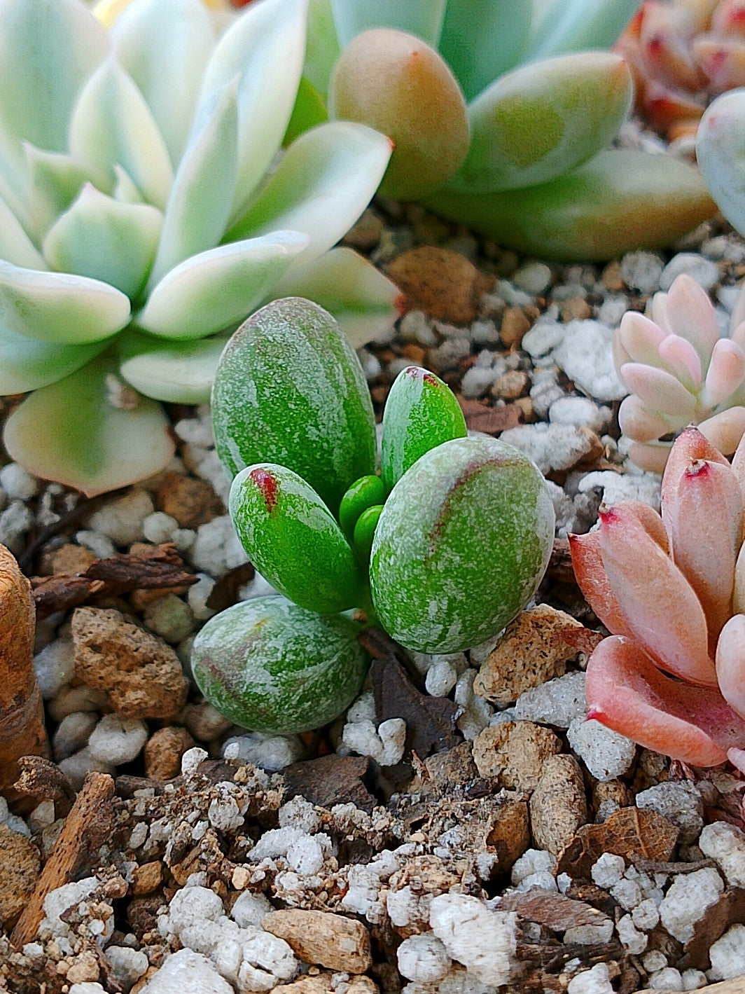 Cotyledon orbiculata leopard variegado mini B
