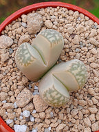 Lithops Geyeri | 2 cabezas