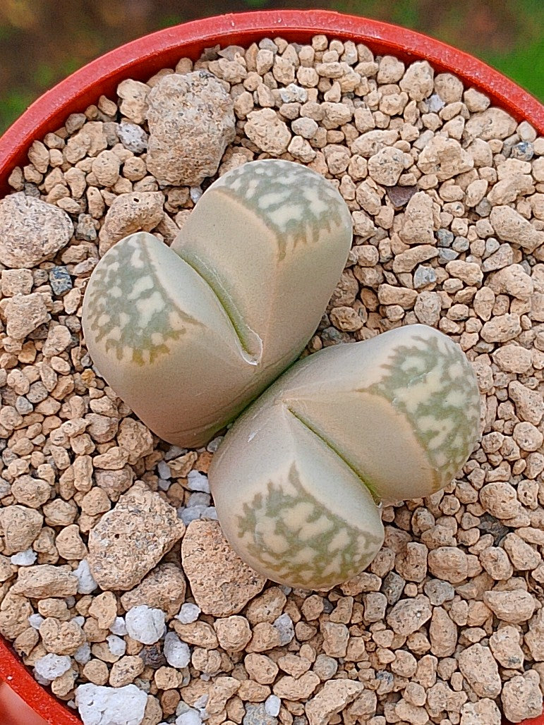 Lithops Geyeri | 2 cabezas
