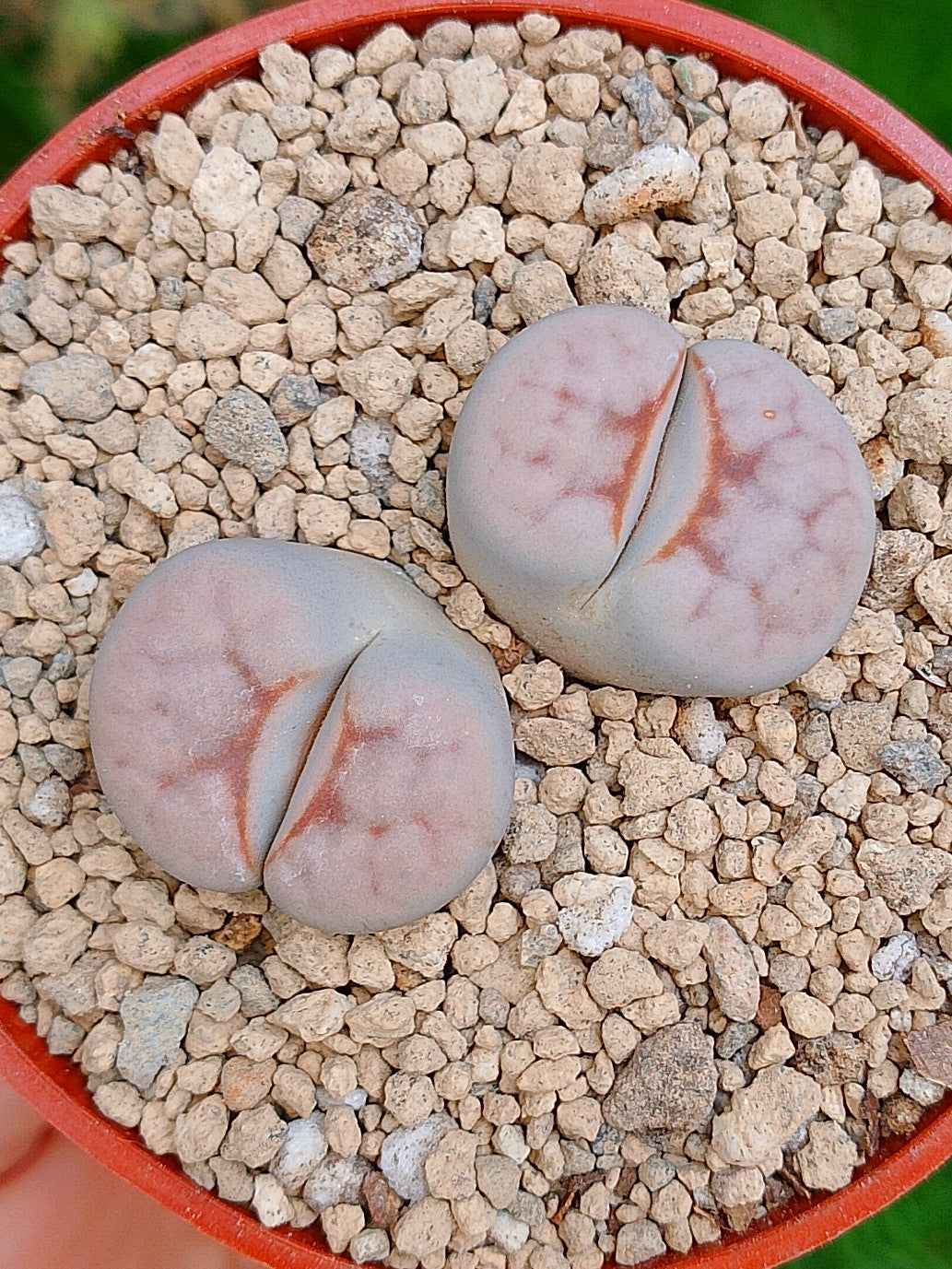 Lithops Karasmontana | 2 cabezas