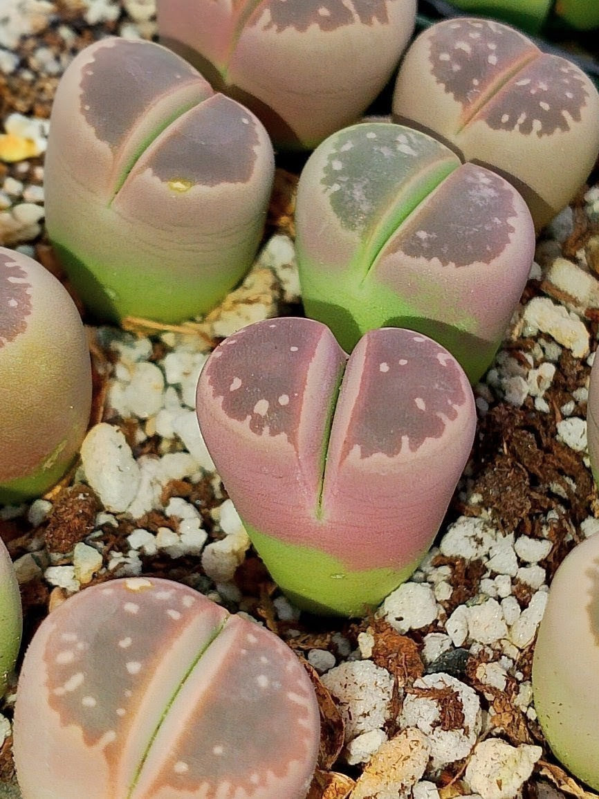 Lithops Olivacea v. Nebrownii 'Red olive'