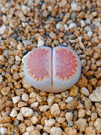 C064 	Lithops julii ssp. julii