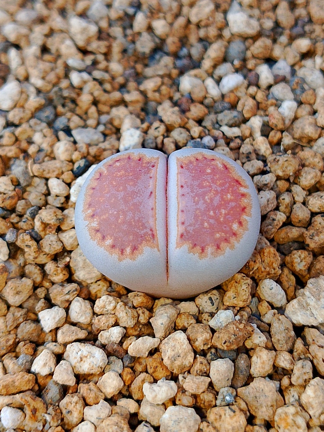 C064 	Lithops julii ssp. julii
