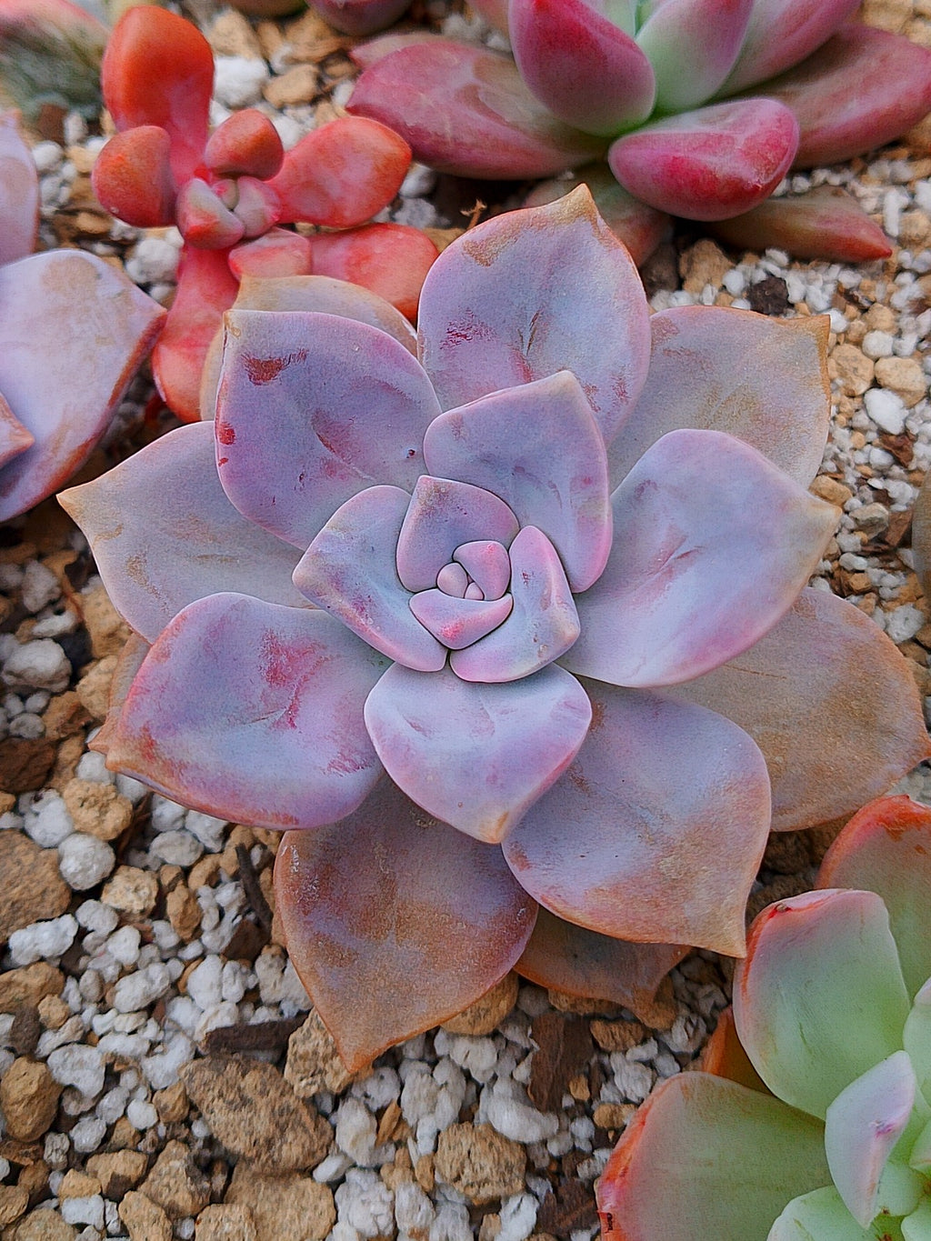 Echeveria Purple delight | maceta 3"