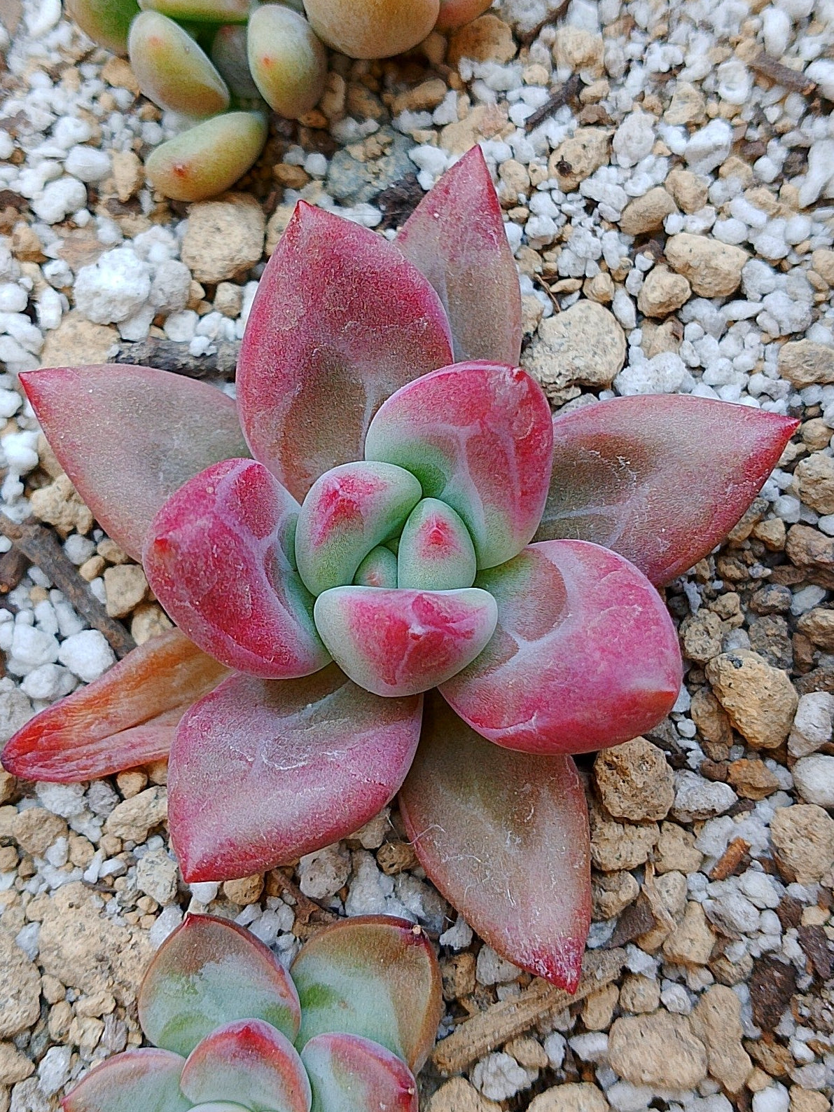 Pachyphytum Yangmy