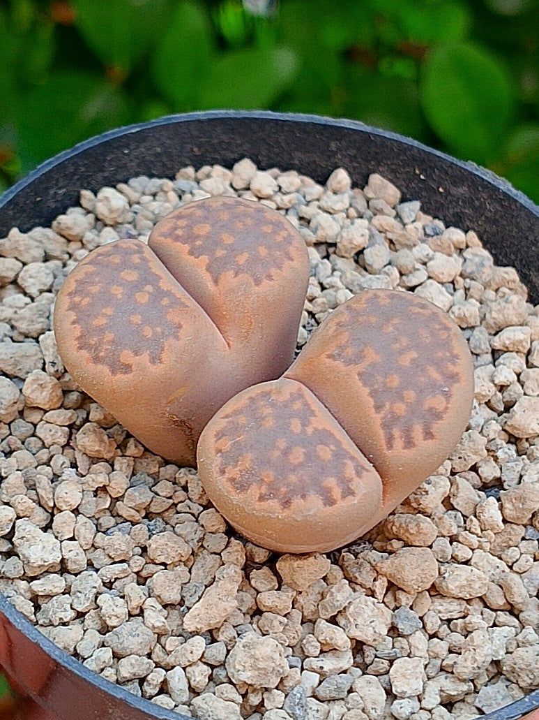 Lithops Hallii - 2 cabezas
