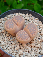 Lithops Hallii - 2 cabezas