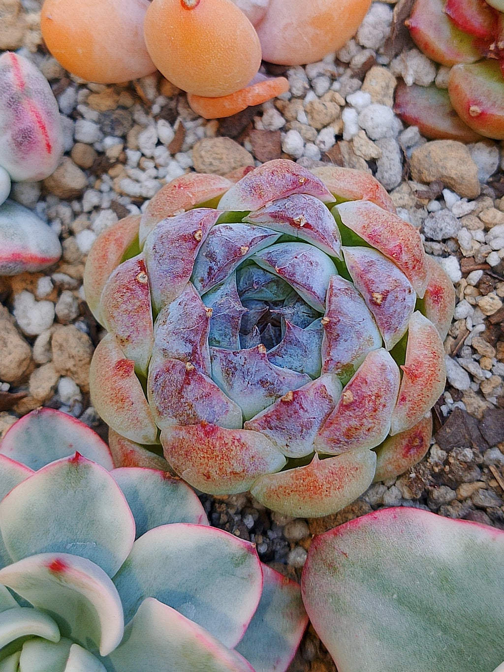 Echeveria Suji | maceta 3"