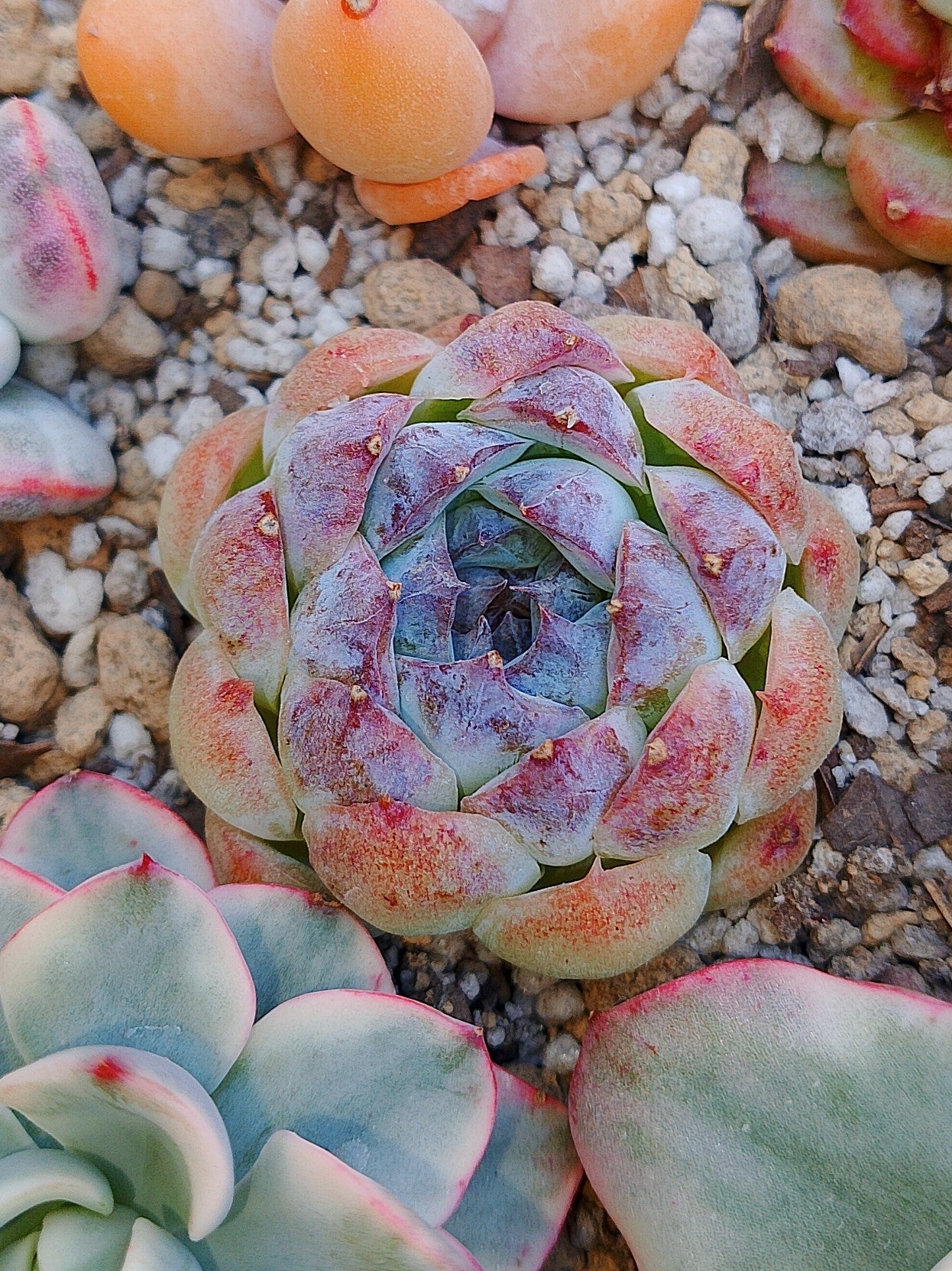Echeveria Suji | maceta 3"