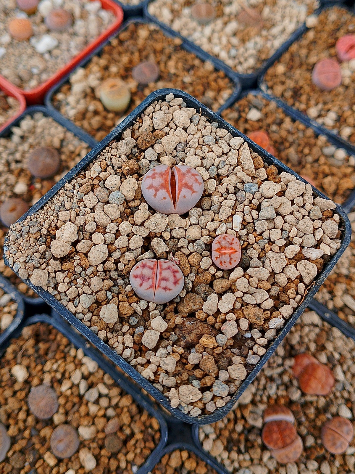 Paquete lithops Mix L | 1 año de edad
