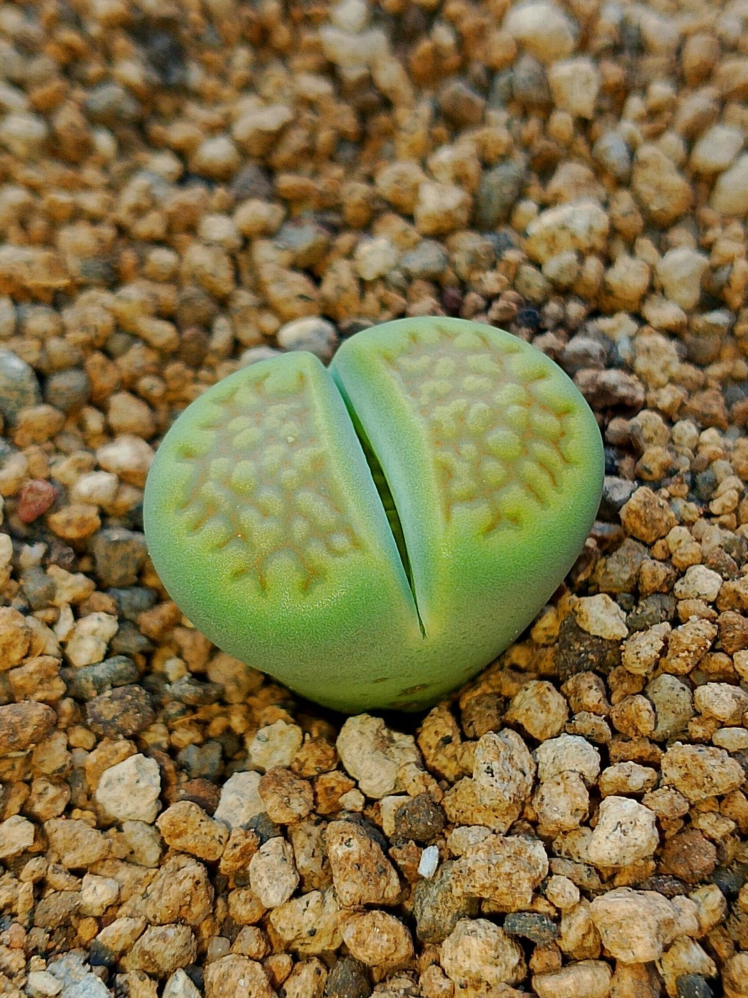 C111A Lithops hallii v. ochracea 'Green Soapstone'